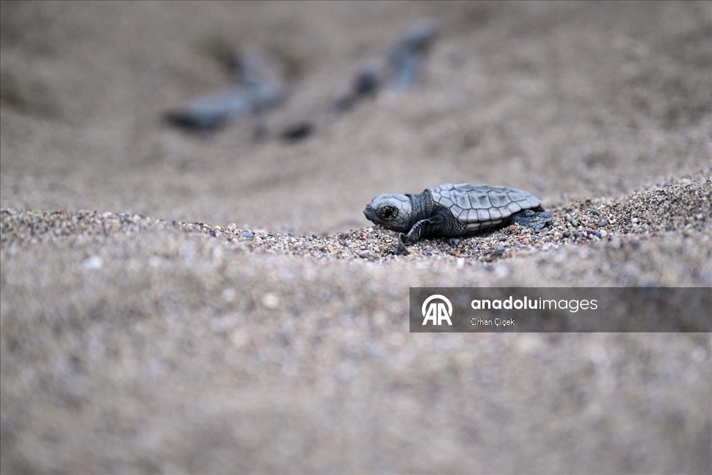 Antalya'da caretta caretta yavruları denizle buluştu