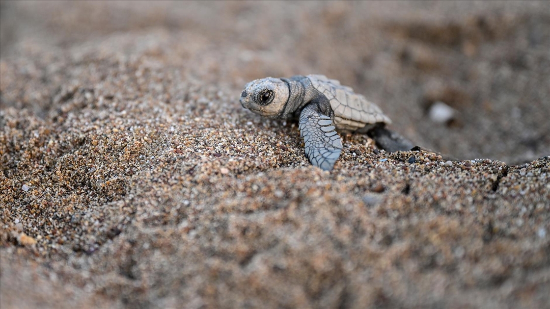 Antalya'da caretta caretta yavruları denizle buluştu