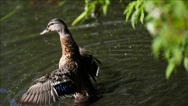 Toronto'daki High Park'ta doğal yaşam