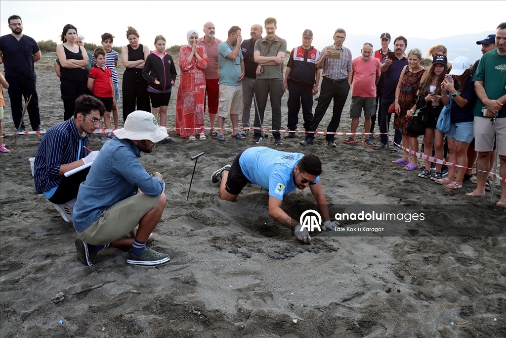 Hatay'da koruma çalışmalarıyla deniz kaplumbağalarının yuva sayısı artıyor