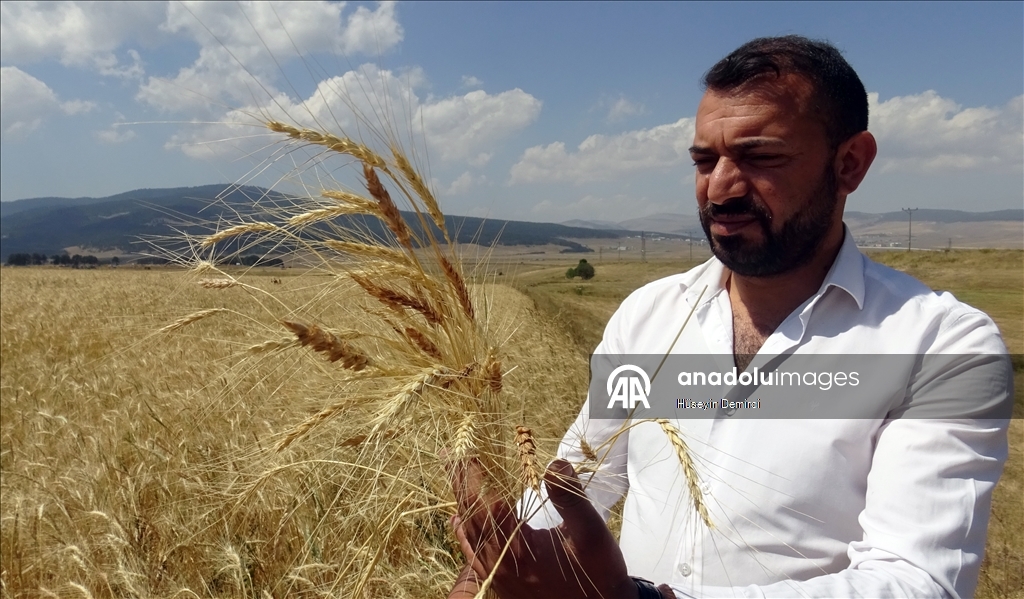 Li Qersê cotkar ji zeviyên xwe genimê dawîn yê salê diçinin