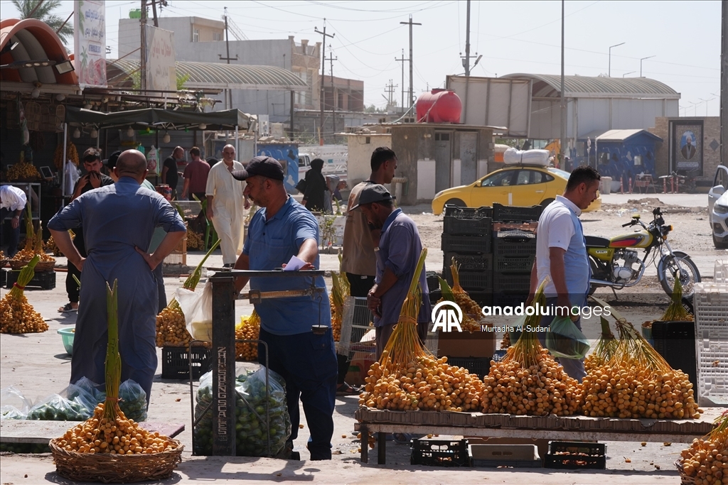 Irak'ta onlarca çeşidi bulunan hurma hasadı başladı