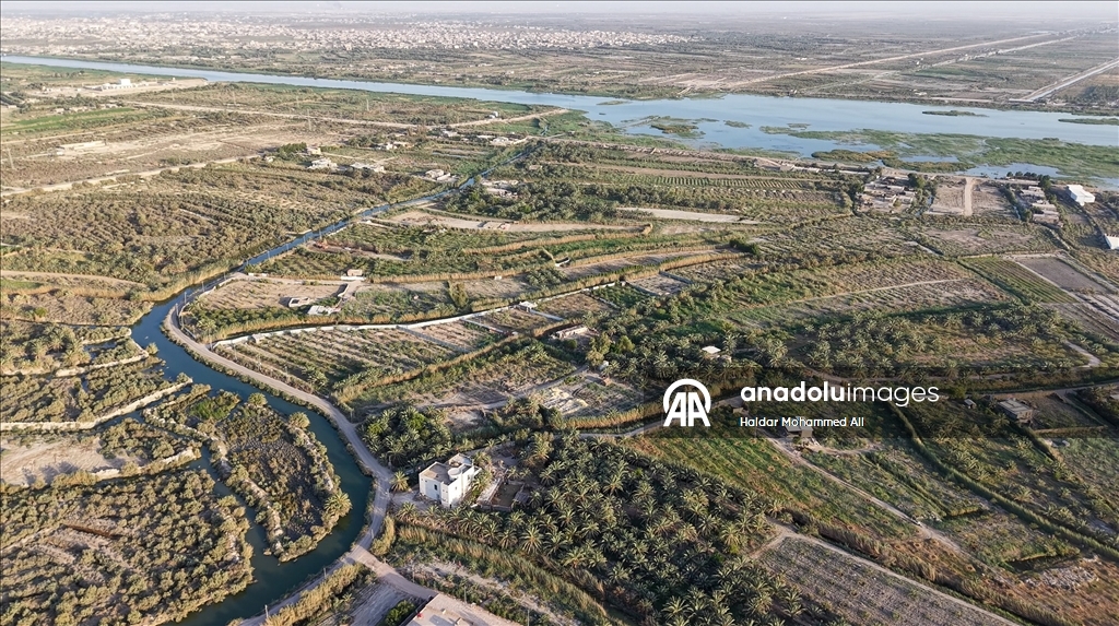 Irak'ta onlarca çeşidi bulunan hurma hasadı başladı