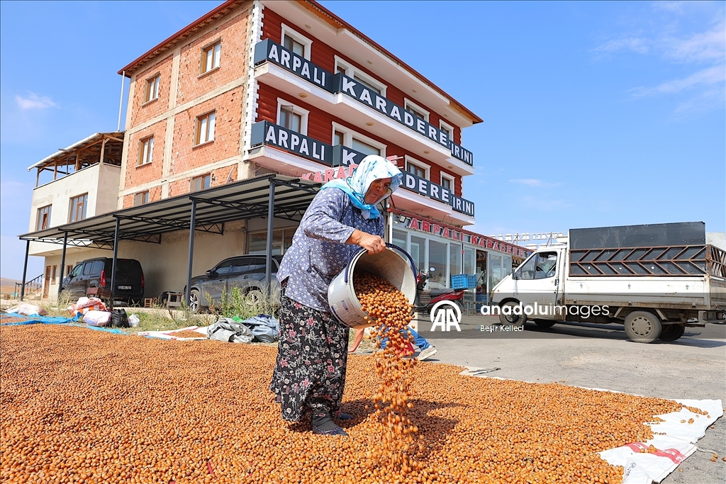 Trabzonlu üreticiler eğimli arazilerinde kurutamadıkları fındıklarını Bayburt'a taşıdı