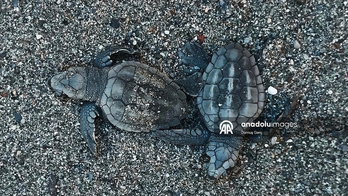 İztuzu sahilinde 30 bin yavru caretta caretta mavi sularla buluştu