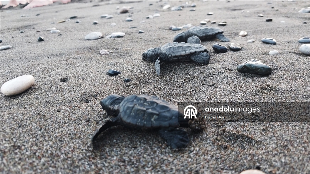 İztuzu sahilinde 30 bin yavru caretta caretta mavi sularla buluştu