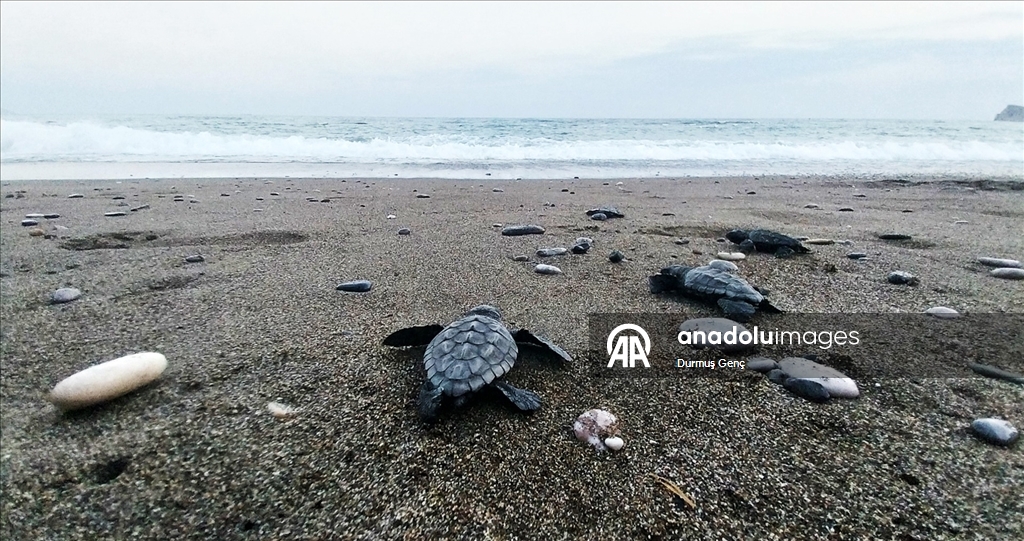 İztuzu sahilinde 30 bin yavru caretta caretta mavi sularla buluştu