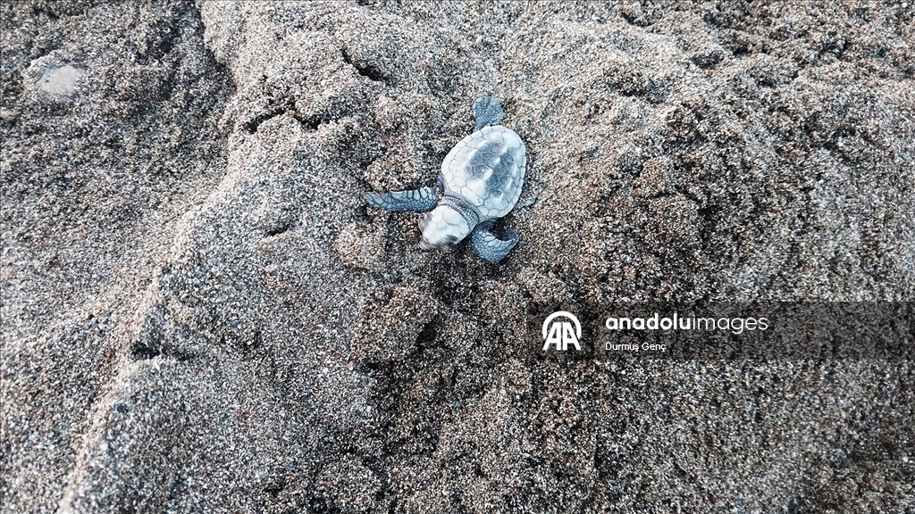 İztuzu sahilinde 30 bin yavru caretta caretta mavi sularla buluştu