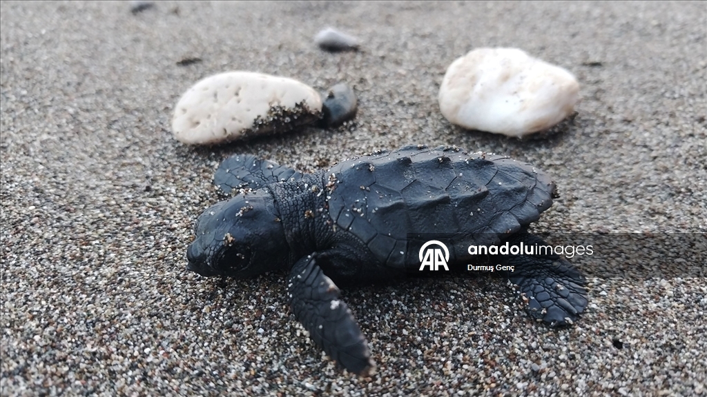 İztuzu sahilinde 30 bin yavru caretta caretta mavi sularla buluştu