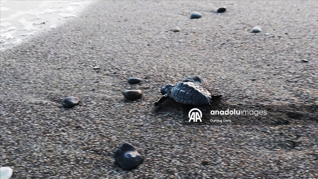 İztuzu sahilinde 30 bin yavru caretta caretta mavi sularla buluştu