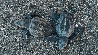 İztuzu sahilinde 30 bin yavru caretta caretta mavi sularla buluştu