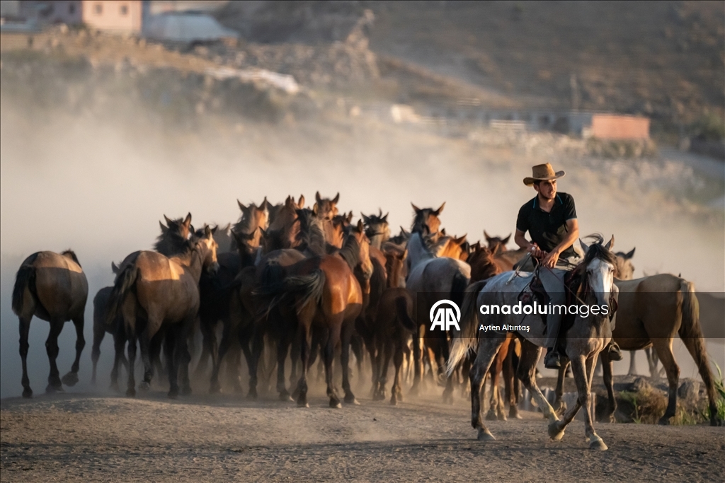 Anatolia’s wild horses roam freely in natural habitat at Hurmetci Marsh in Kayseri