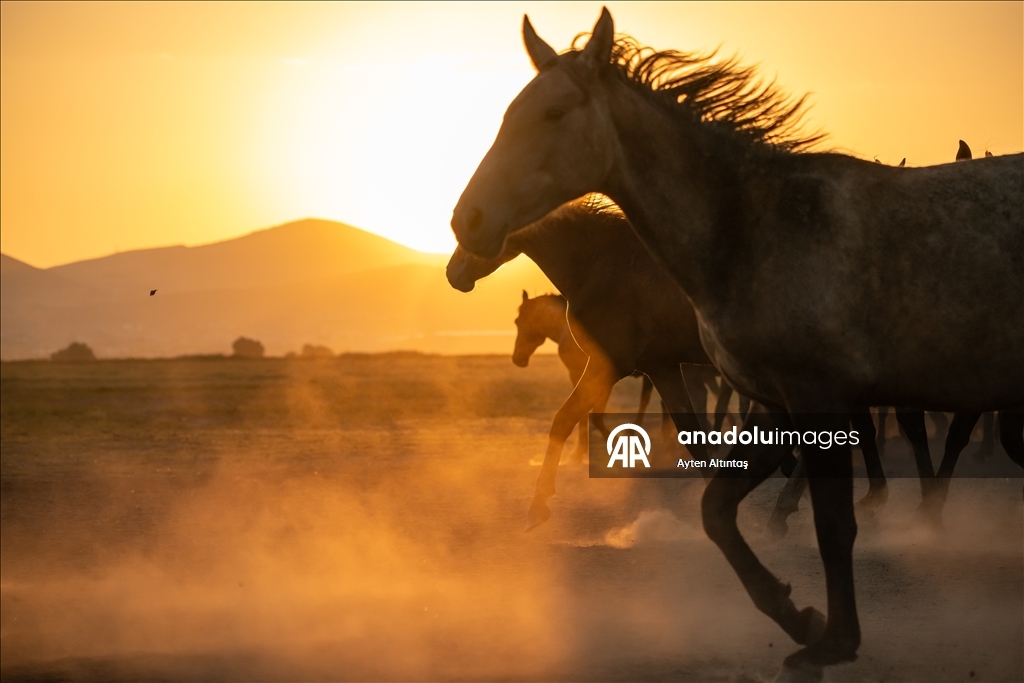 Anatolia’s wild horses roam freely in natural habitat at Hurmetci Marsh in Kayseri