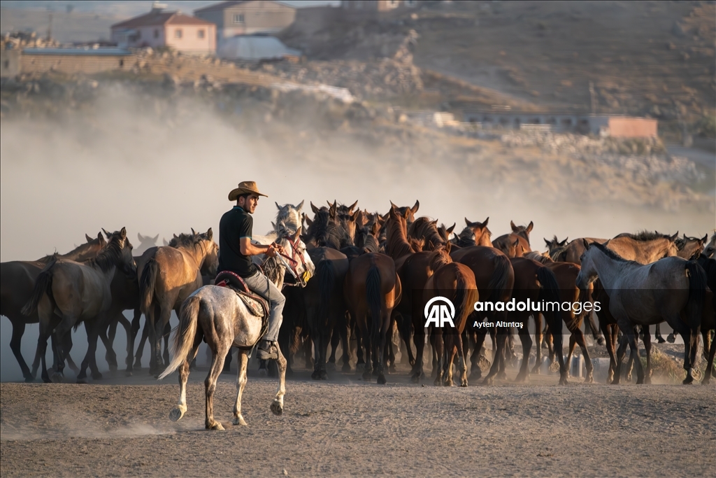 Anatolia’s wild horses roam freely in natural habitat at Hurmetci Marsh in Kayseri