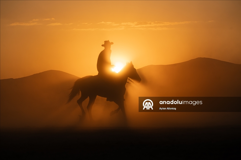 Anatolia’s wild horses roam freely in natural habitat at Hurmetci Marsh in Kayseri