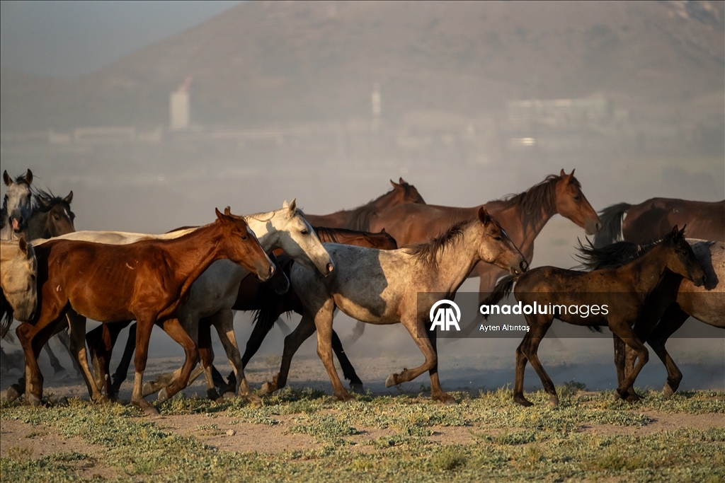 Anatolia’s wild horses roam freely in natural habitat at Hurmetci Marsh in Kayseri