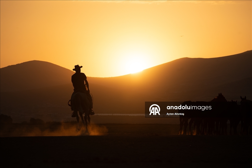 Anatolia’s wild horses roam freely in natural habitat at Hurmetci Marsh in Kayseri