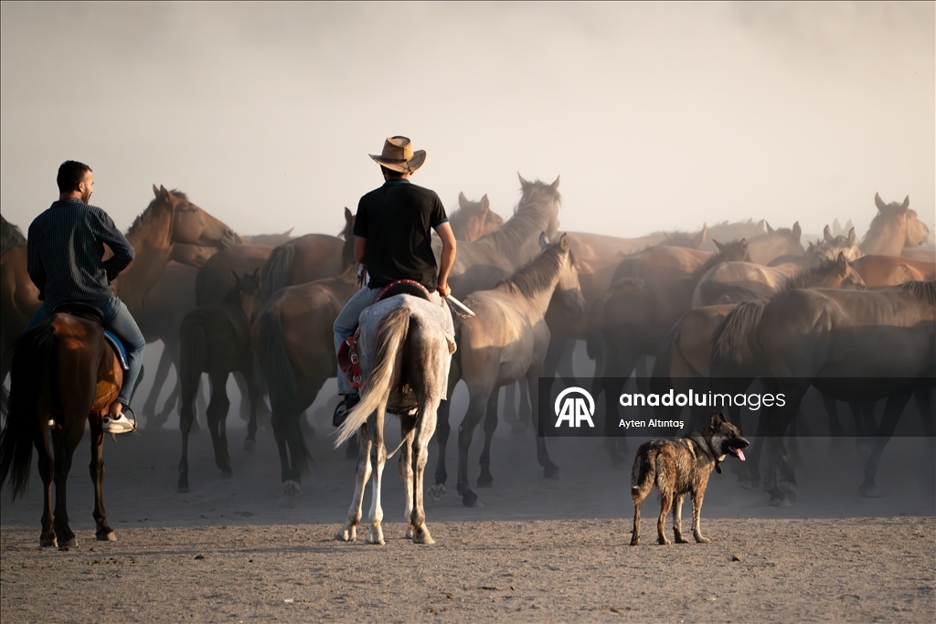 Anatolia’s wild horses roam freely in natural habitat at Hurmetci Marsh in Kayseri