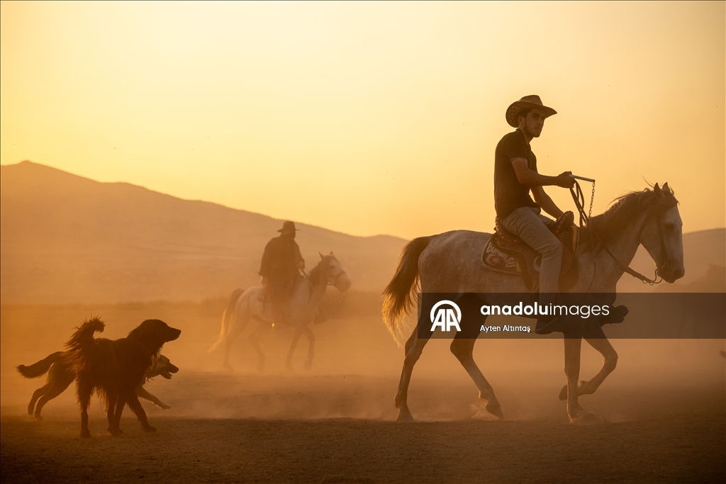 Anatolia’s wild horses roam freely in natural habitat at Hurmetci Marsh in Kayseri