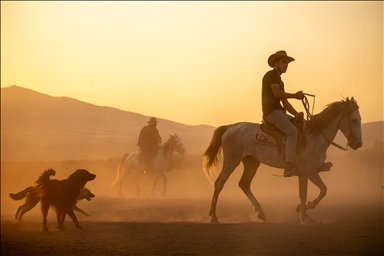 Anatolia’s wild horses roam freely in natural habitat at Hurmetci Marsh in Kayseri