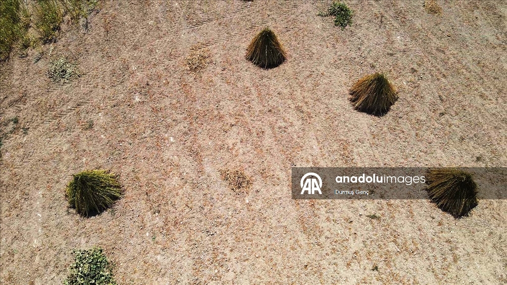 Gökova Körfezi'nin kıyılarında, aromasını "Deli Memet" rüzgarından alan susamın üretimi arttı