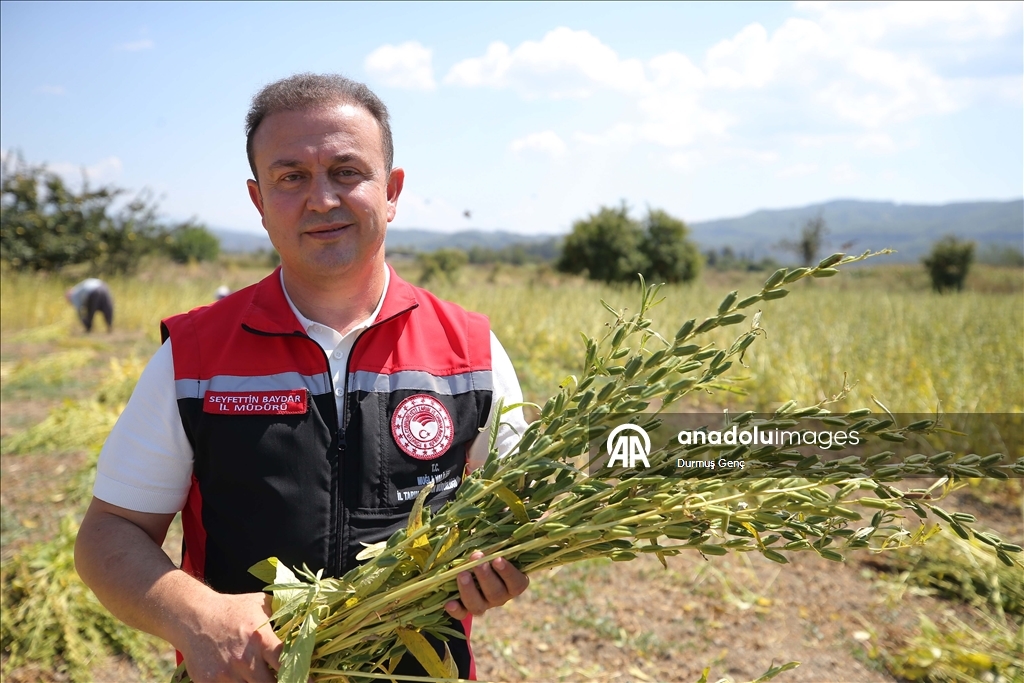 Gökova Körfezi'nin kıyılarında, aromasını "Deli Memet" rüzgarından alan susamın üretimi arttı