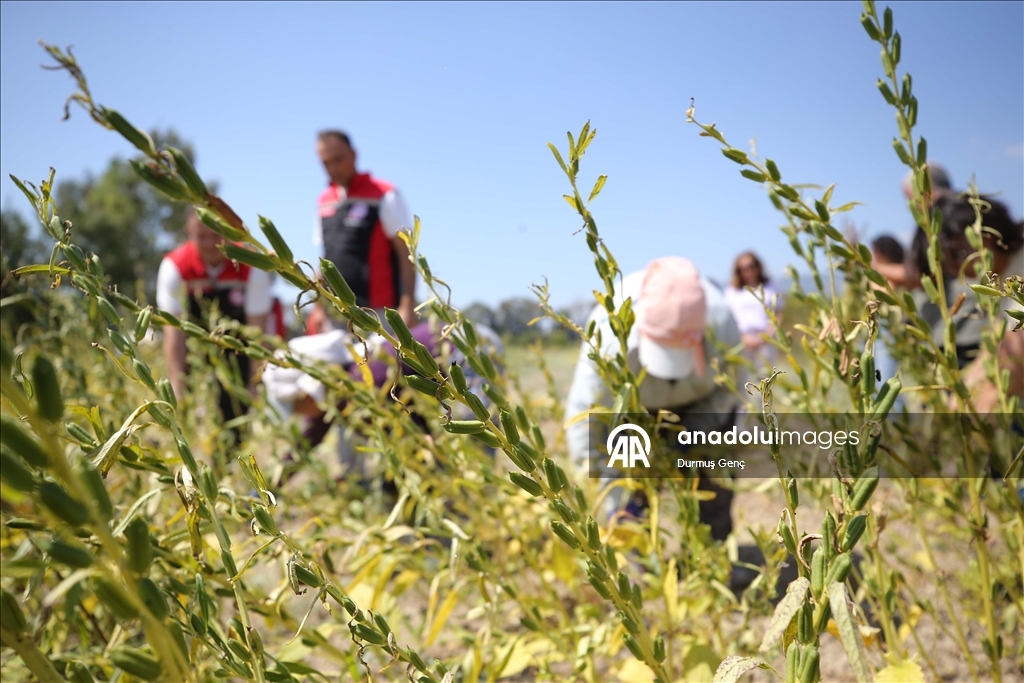 Gökova Körfezi'nin kıyılarında, aromasını "Deli Memet" rüzgarından alan susamın üretimi arttı