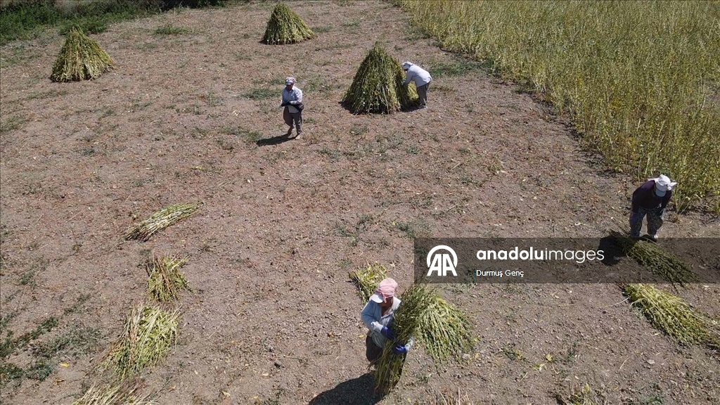 Gökova Körfezi'nin kıyılarında, aromasını "Deli Memet" rüzgarından alan susamın üretimi arttı