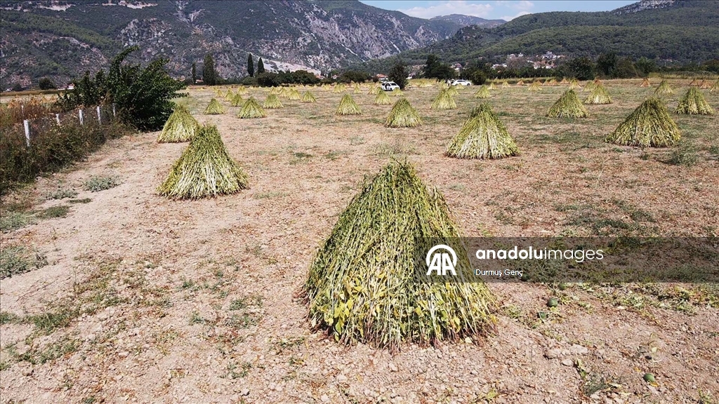 Gökova Körfezi'nin kıyılarında, aromasını "Deli Memet" rüzgarından alan susamın üretimi arttı