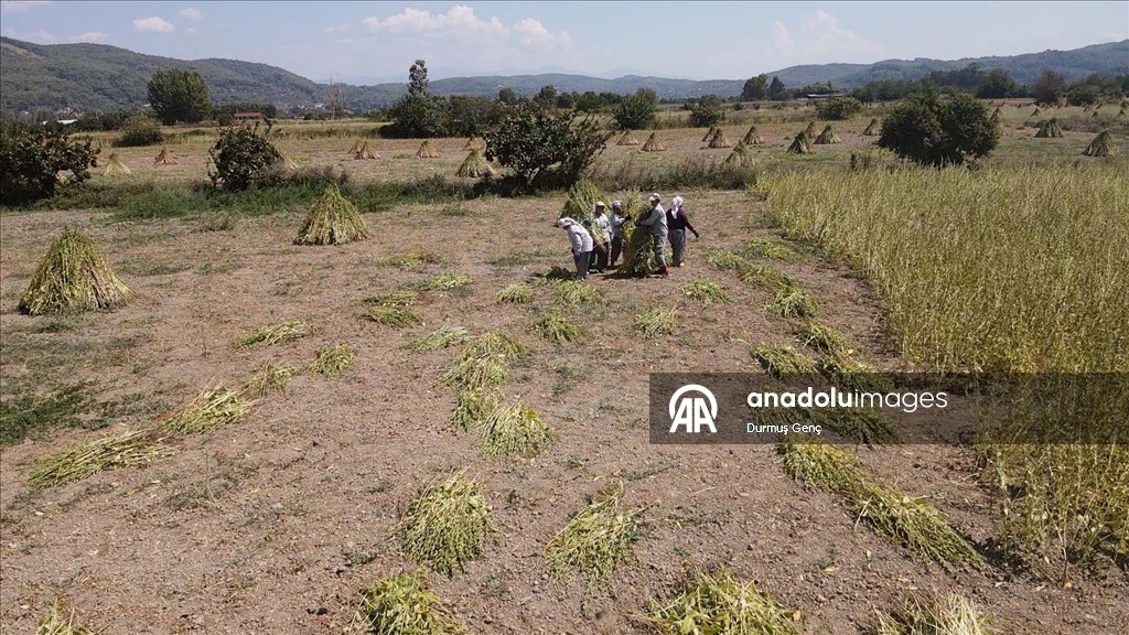 Gökova Körfezi'nin kıyılarında, aromasını "Deli Memet" rüzgarından alan susamın üretimi arttı