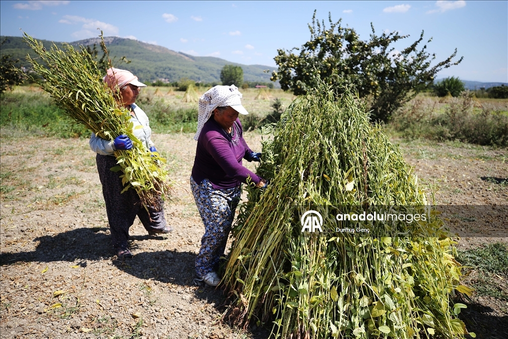 Gökova Körfezi'nin kıyılarında, aromasını "Deli Memet" rüzgarından alan susamın üretimi arttı