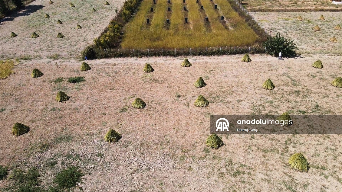 Gökova Körfezi'nin kıyılarında, aromasını "Deli Memet" rüzgarından alan susamın üretimi arttı