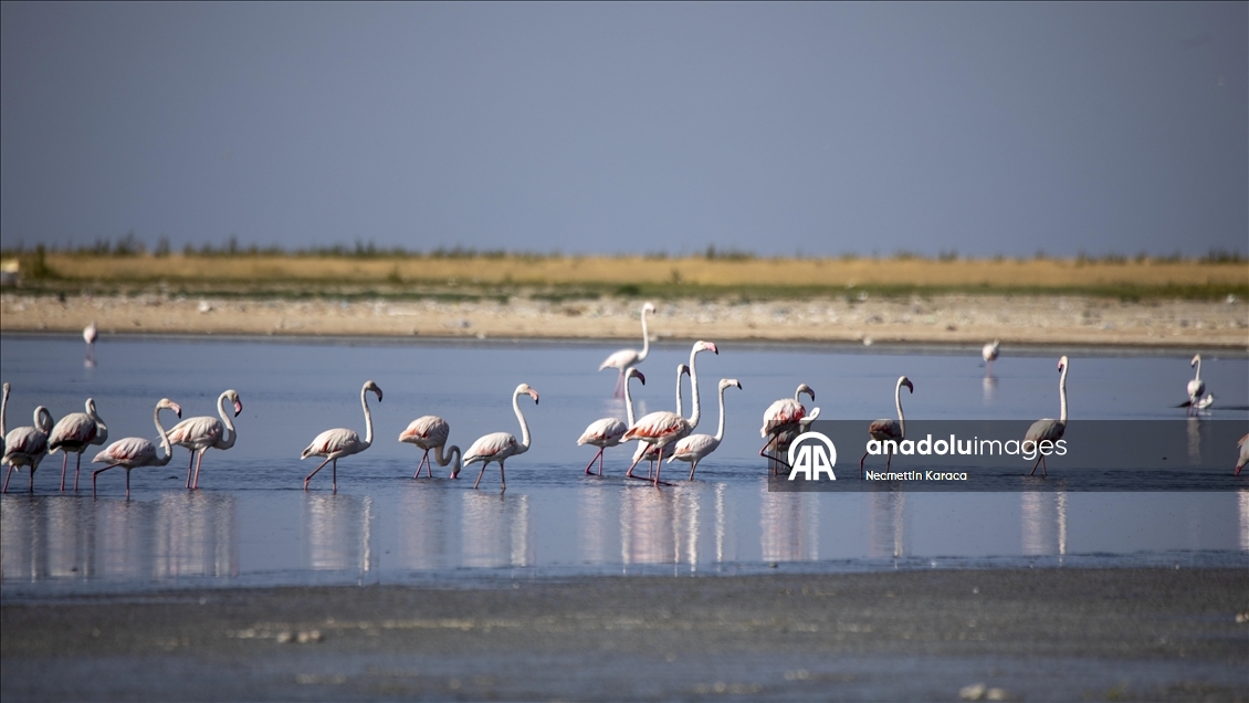 Kuraklık Van Gölü kıyılarındaki flamingoların yaşam alanlarını daralttı