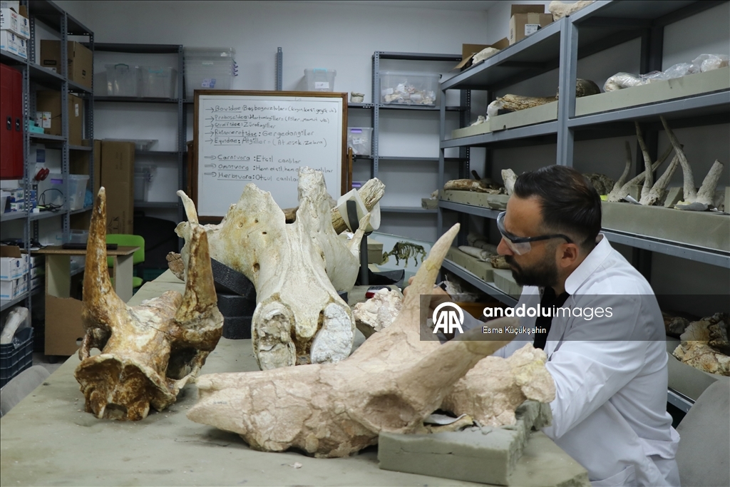 7.7M-year-old elephant skulls unearthed in central Türkiye