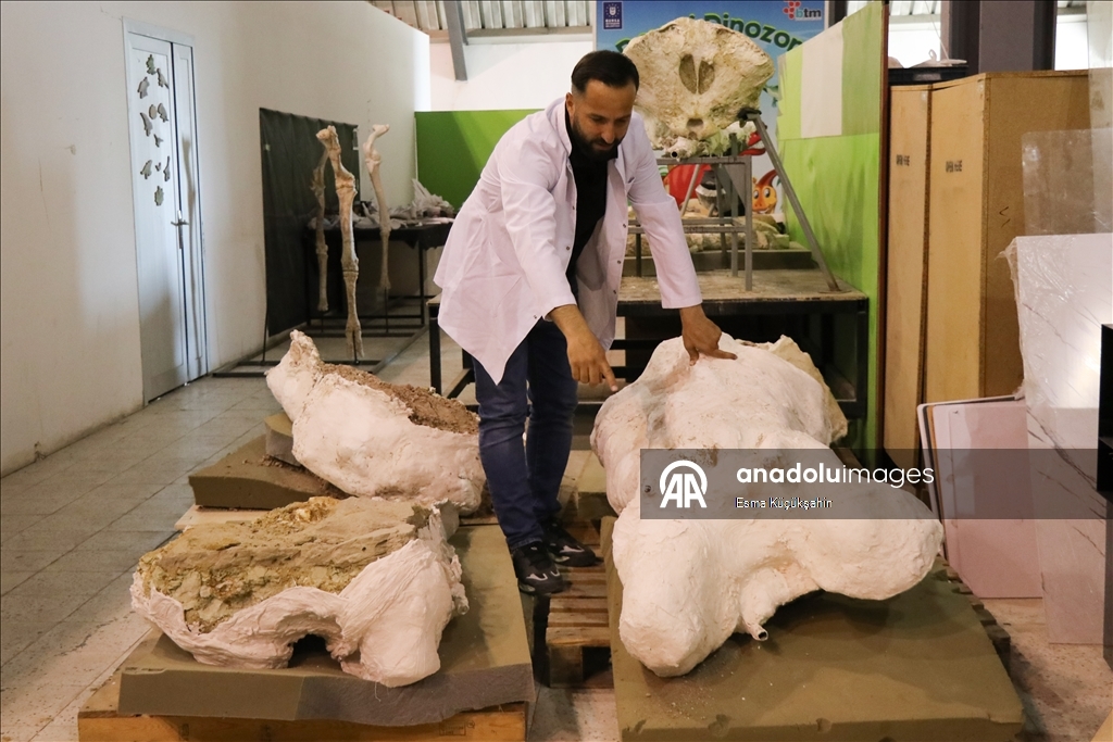 7.7M-year-old elephant skulls unearthed in central Türkiye