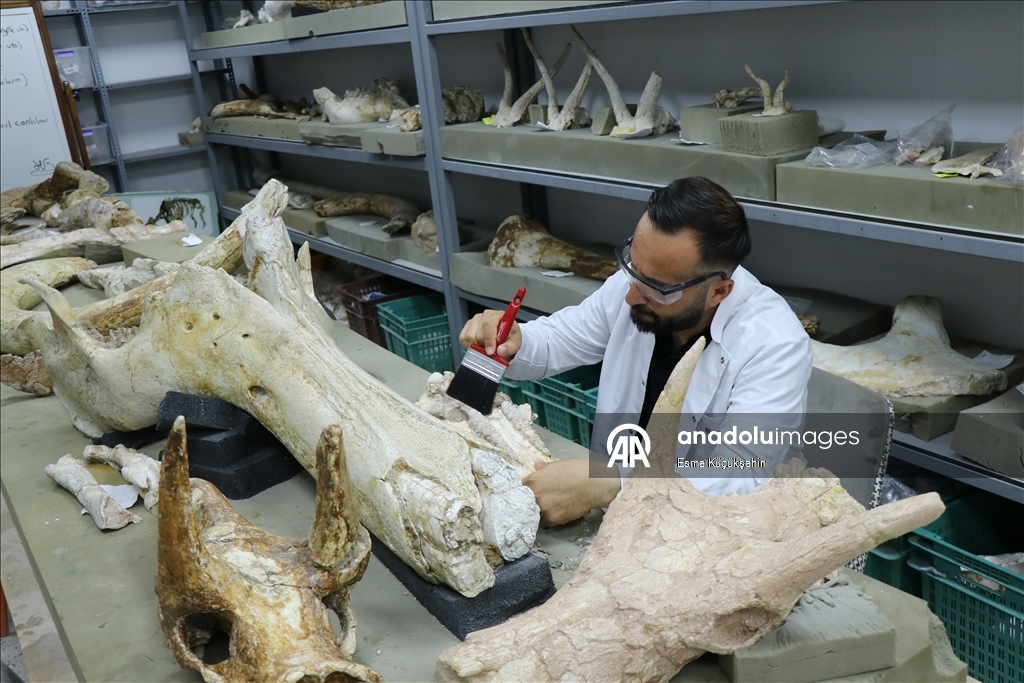 7.7M-year-old elephant skulls unearthed in central Türkiye