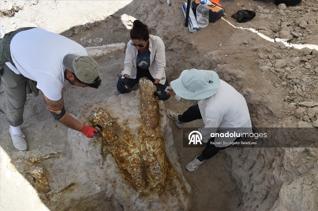 7.7M-year-old elephant skulls unearthed in central Türkiye