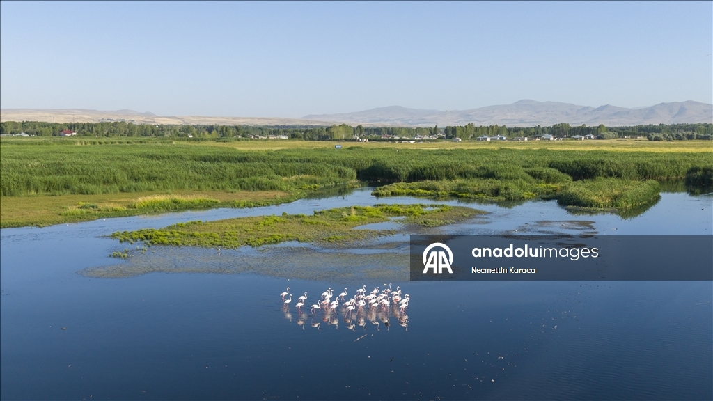 Kuraklık Van Gölü kıyılarındaki flamingoların yaşam alanlarını daralttı