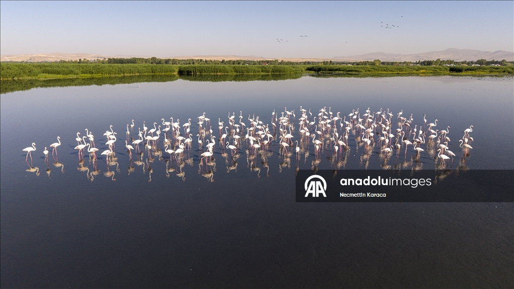 Kuraklık Van Gölü kıyılarındaki flamingoların yaşam alanlarını daralttı