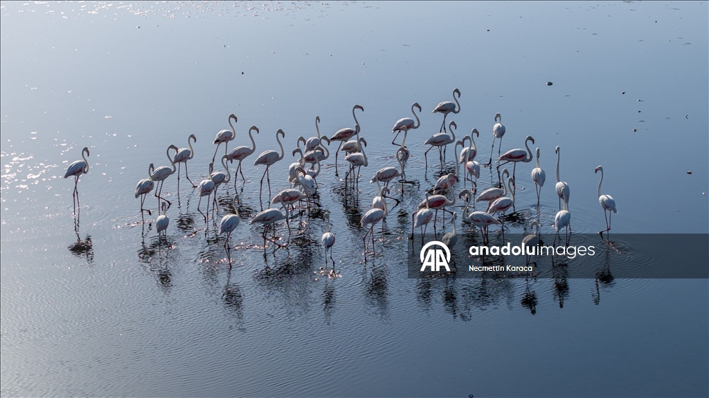 Kuraklık Van Gölü kıyılarındaki flamingoların yaşam alanlarını daralttı