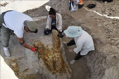 7.7M-year-old elephant skulls unearthed in central Türkiye