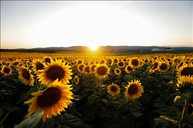 Polje suncokreta u Marylandu
