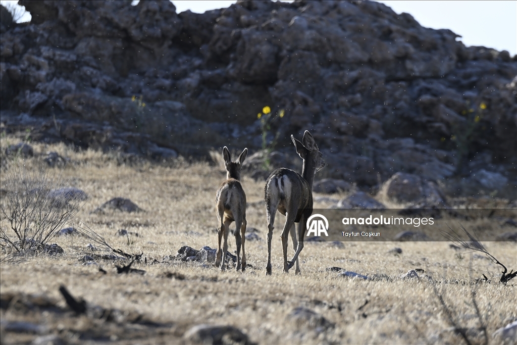 ABD'nin Utah eyaletindeki Antelope Adası Eyalet Parkı