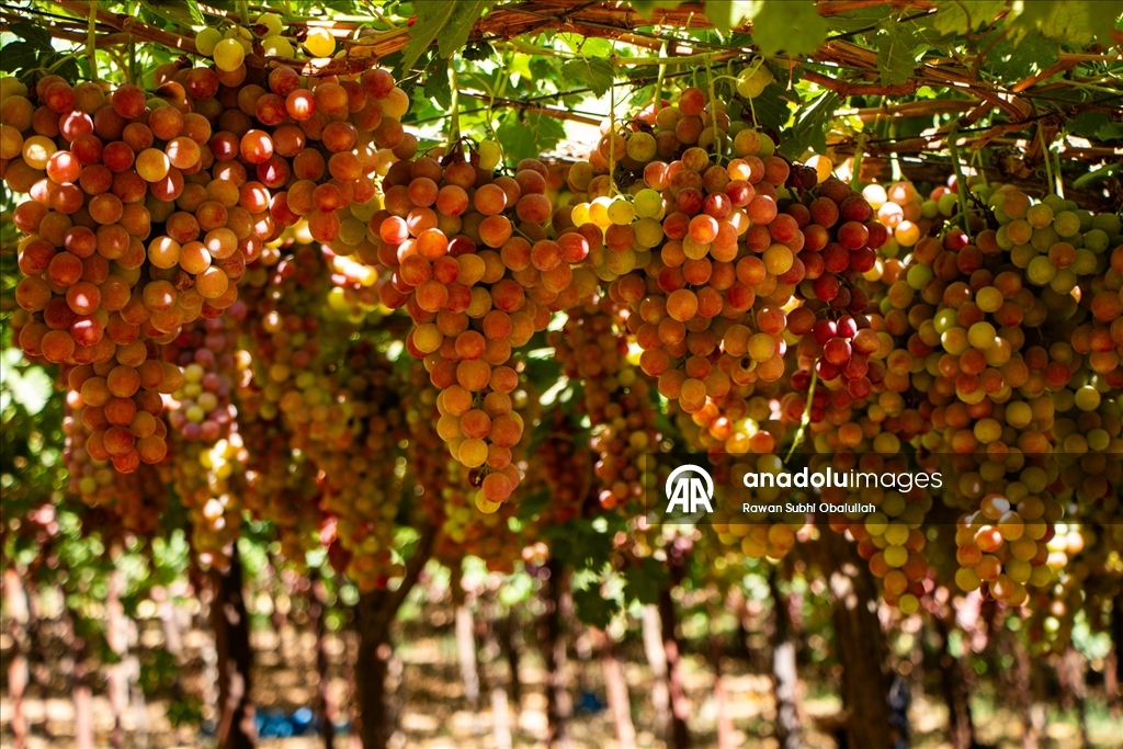 Iraklı Abdulrahman Süleyman, bağında 30 ton üzüm üreterek kuraklığa karşı mücadelenin ve tarımla geçimin mümkün olduğunun örneğini sergiliyor