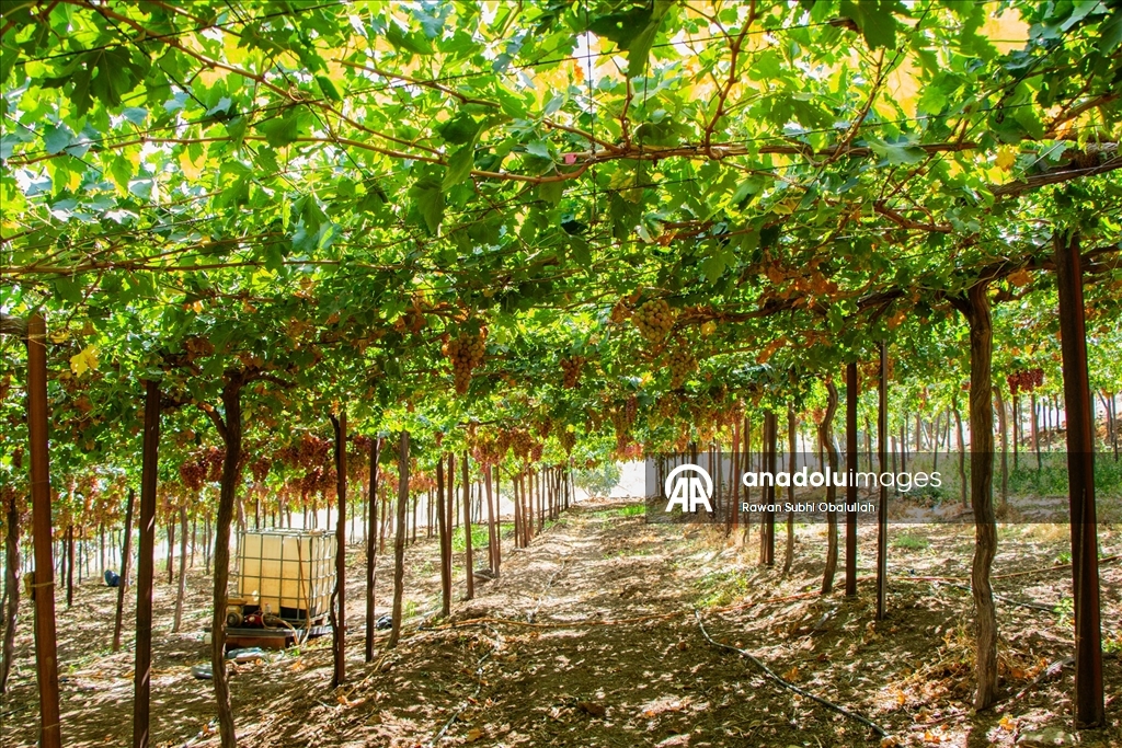 Iraklı Abdulrahman Süleyman, bağında 30 ton üzüm üreterek kuraklığa karşı mücadelenin ve tarımla geçimin mümkün olduğunun örneğini sergiliyor