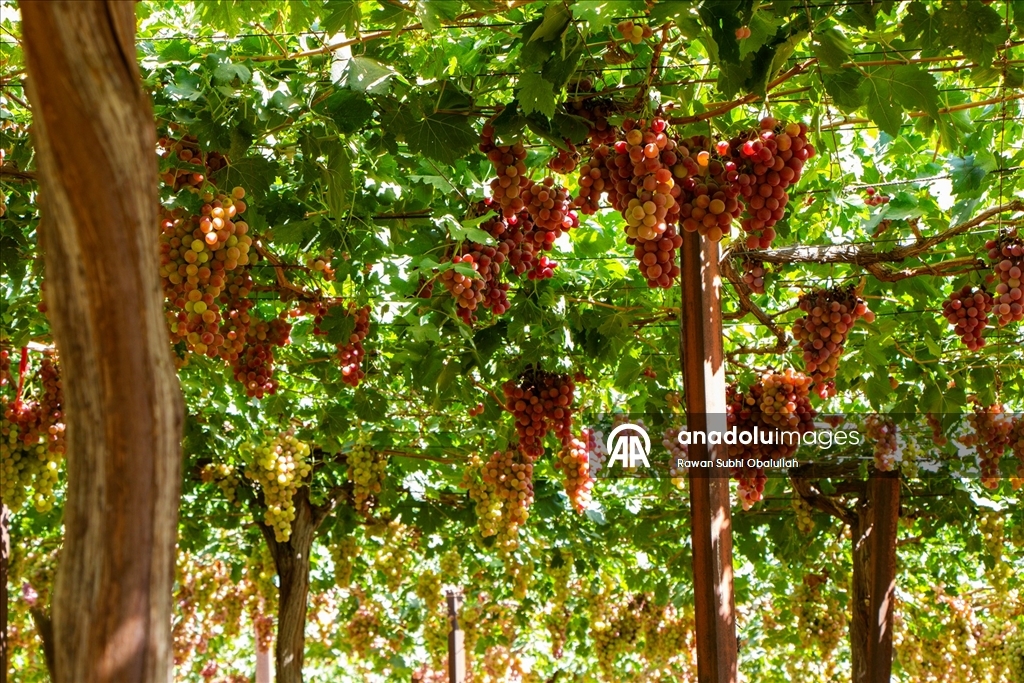 Iraklı Abdulrahman Süleyman, bağında 30 ton üzüm üreterek kuraklığa karşı mücadelenin ve tarımla geçimin mümkün olduğunun örneğini sergiliyor