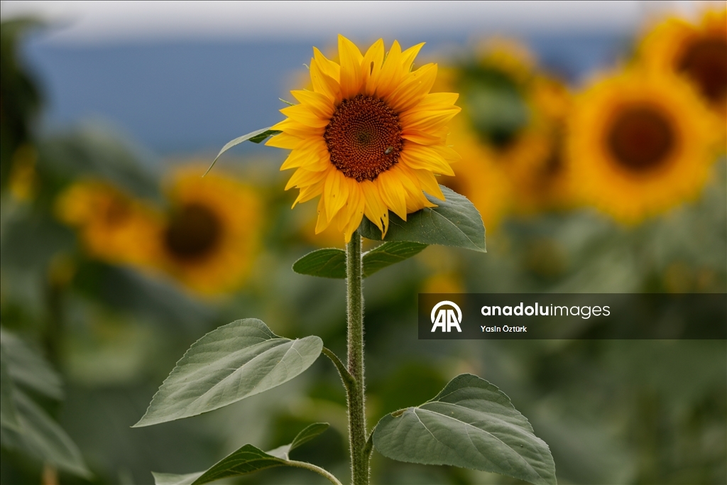 Sunflower field in Maryland