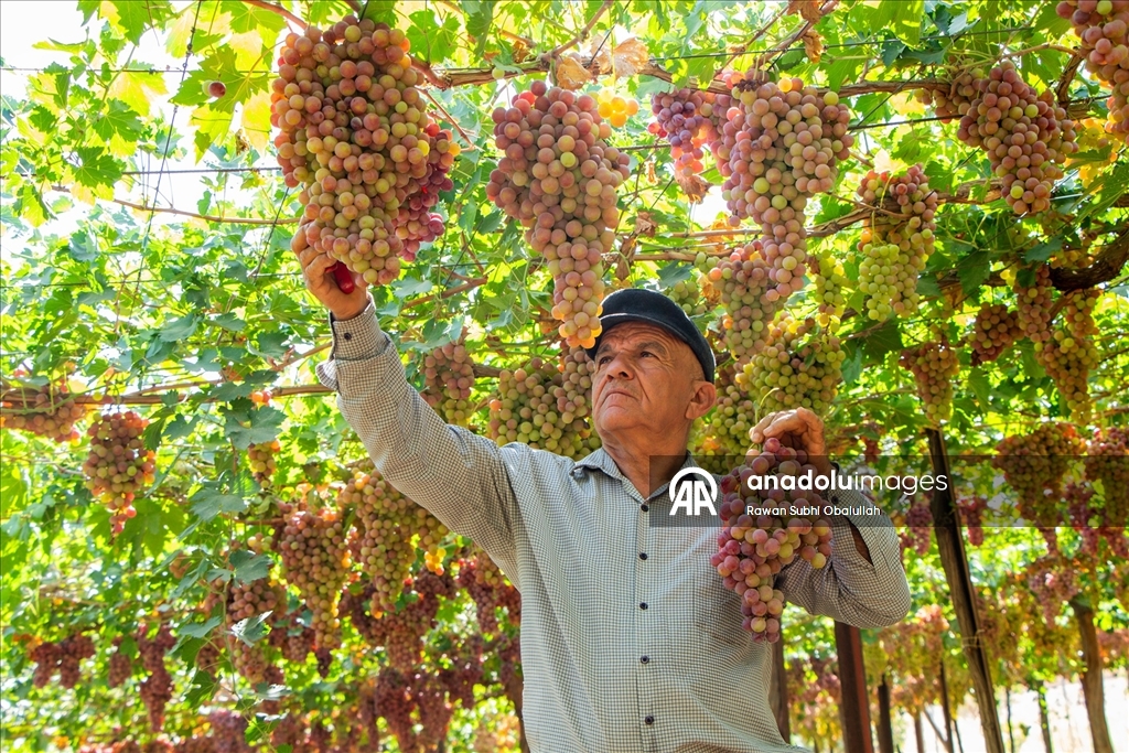 Iraklı Abdulrahman Süleyman, bağında 30 ton üzüm üreterek kuraklığa karşı mücadelenin ve tarımla geçimin mümkün olduğunun örneğini sergiliyor