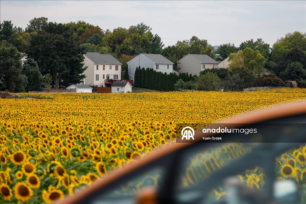 Sunflower field in Maryland