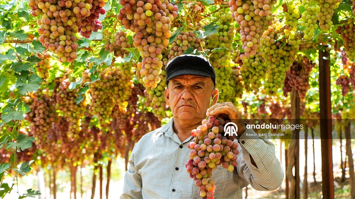 Iraklı Abdulrahman Süleyman, bağında 30 ton üzüm üreterek kuraklığa karşı mücadelenin ve tarımla geçimin mümkün olduğunun örneğini sergiliyor